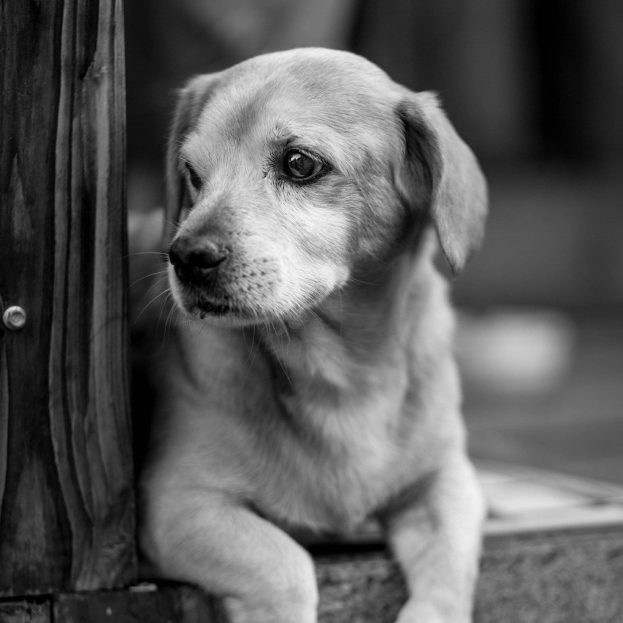 ابيض اسود صور كلاب حزينة